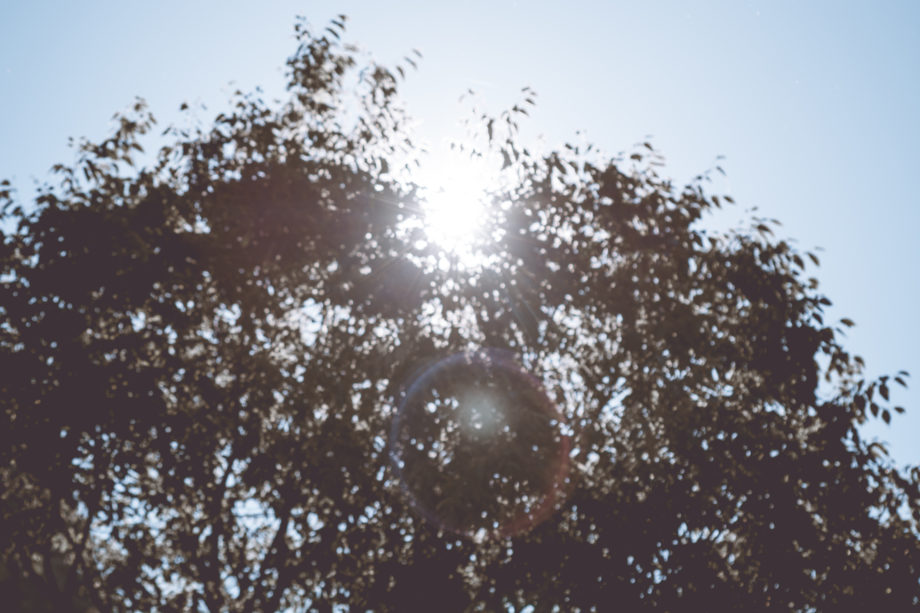 Imagen de la copa de un árbol desenfocado y se ven algunos destellos de rayos solares.